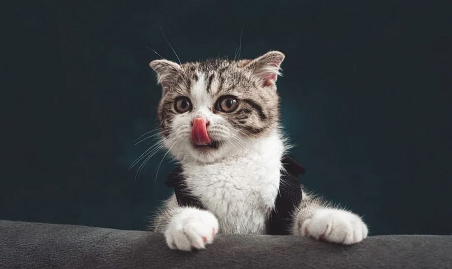 18 Spiritual Meanings of Dreaming of a Kitten