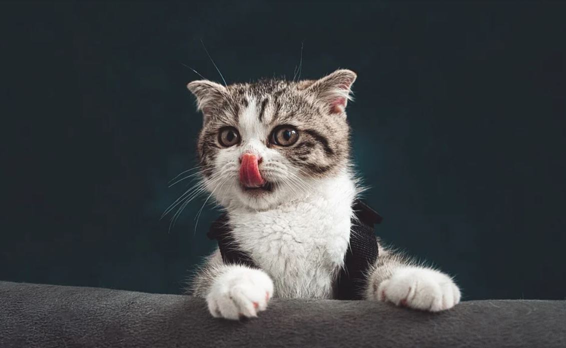 Dreaming of a Kitten