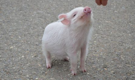 Dreaming of Pigs