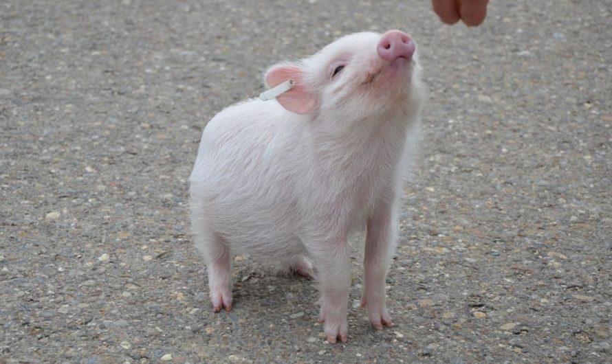 17 Spiritual Meanings of Dreaming of Pigs