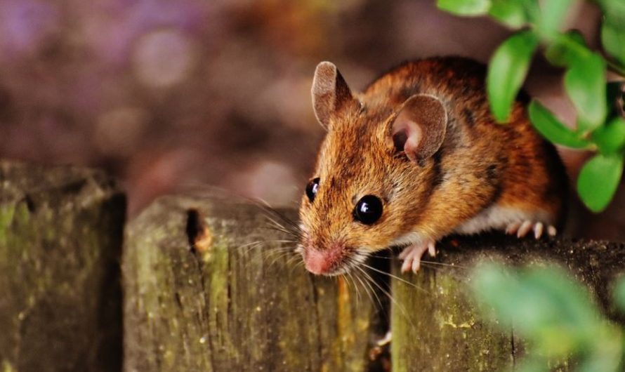 15 Spiritual Meanings of Dreaming of Being bitten by a Mouse