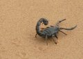Dreaming of Scorpions