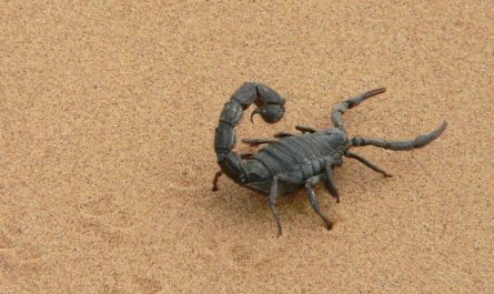 Dreaming of Scorpions