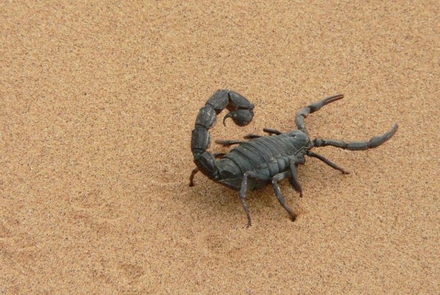 Dreaming of Scorpions