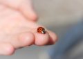 dreaming of insects