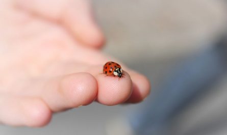 dreaming of insects