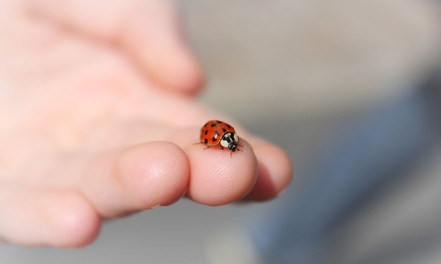 10 symbolic meanings of dreaming of insects