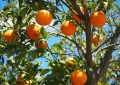 dreaming of oranges