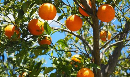 dreaming of oranges