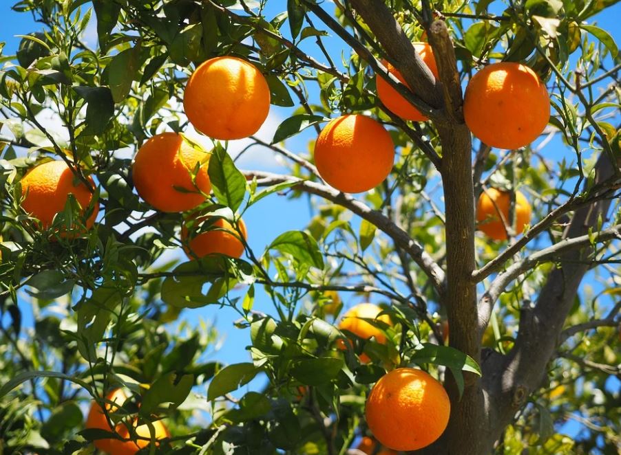 dreaming of oranges