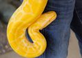 dreaming of a yellow snake