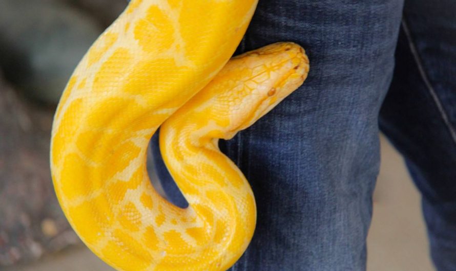 19 symbolic meanings of dreaming of a yellow snake