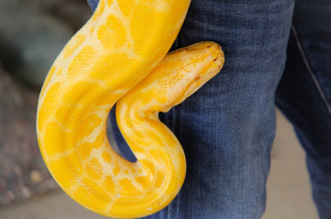 dreaming of a yellow snake