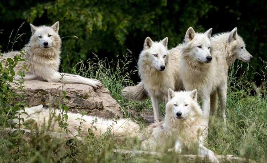 30 symbolic meanings of dreaming of wolves