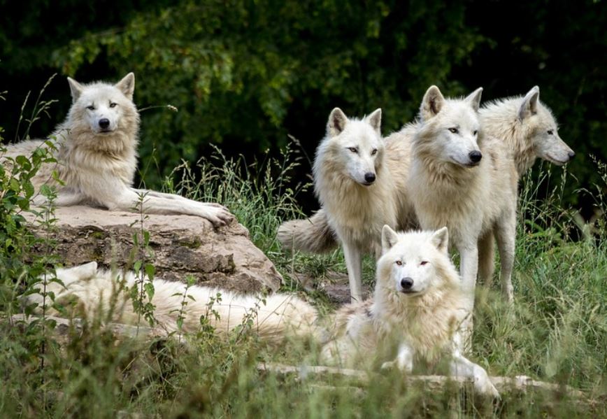 dreaming of wolves