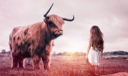 dreaming of a bull