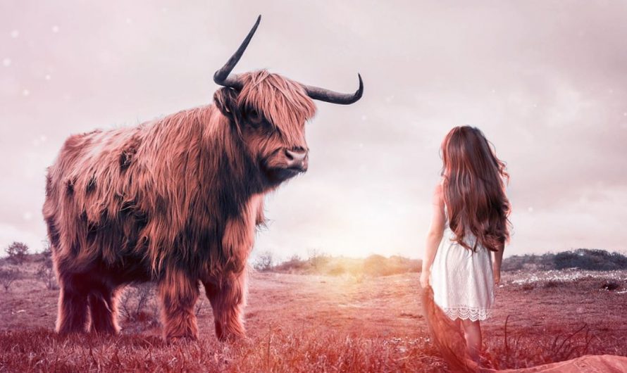 26 symbolic meanings of dreaming of a bull