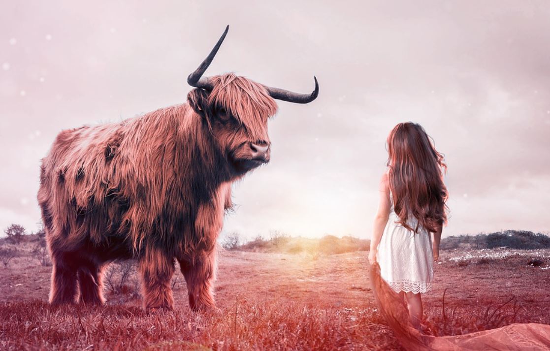 dreaming of a bull