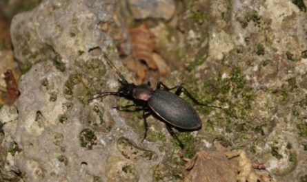 dreaming about beetles