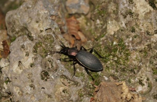 dreaming about beetles