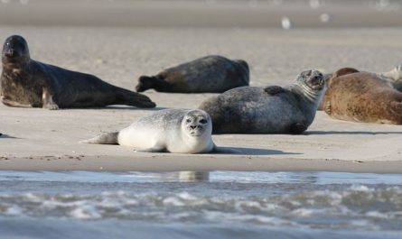dreaming of seals