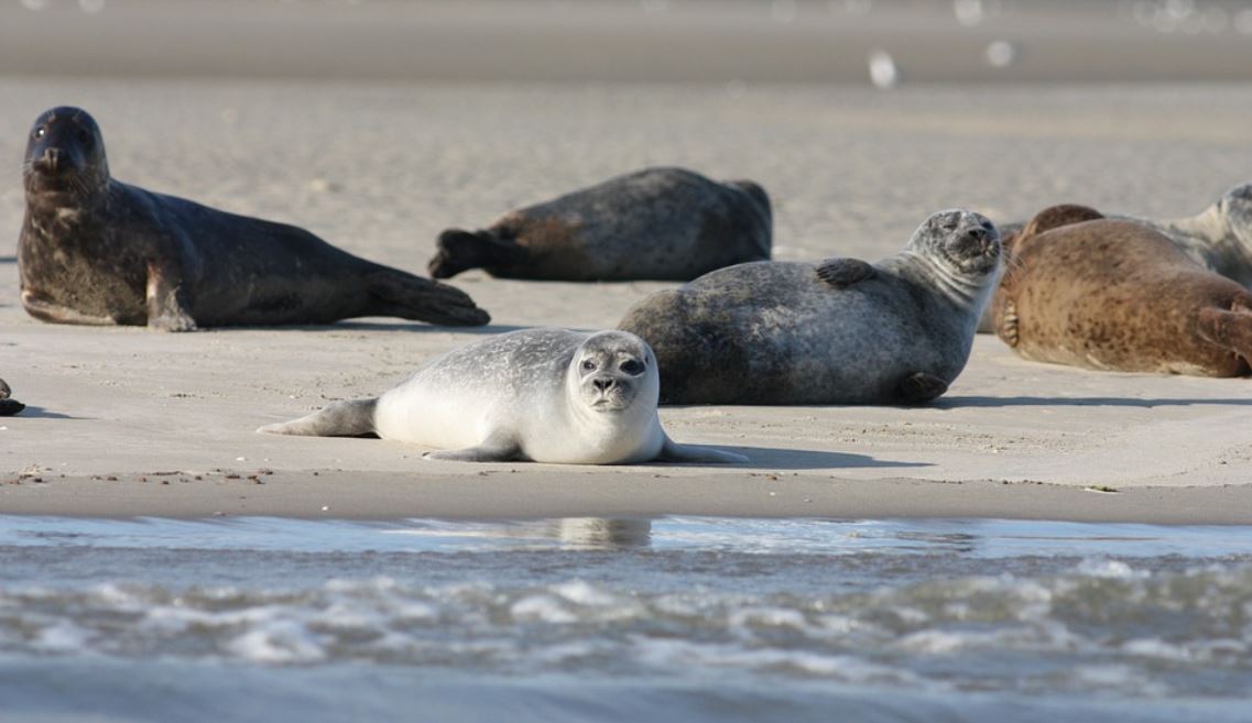 dreaming of seals