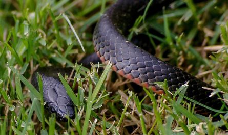 dreaming of a black snake