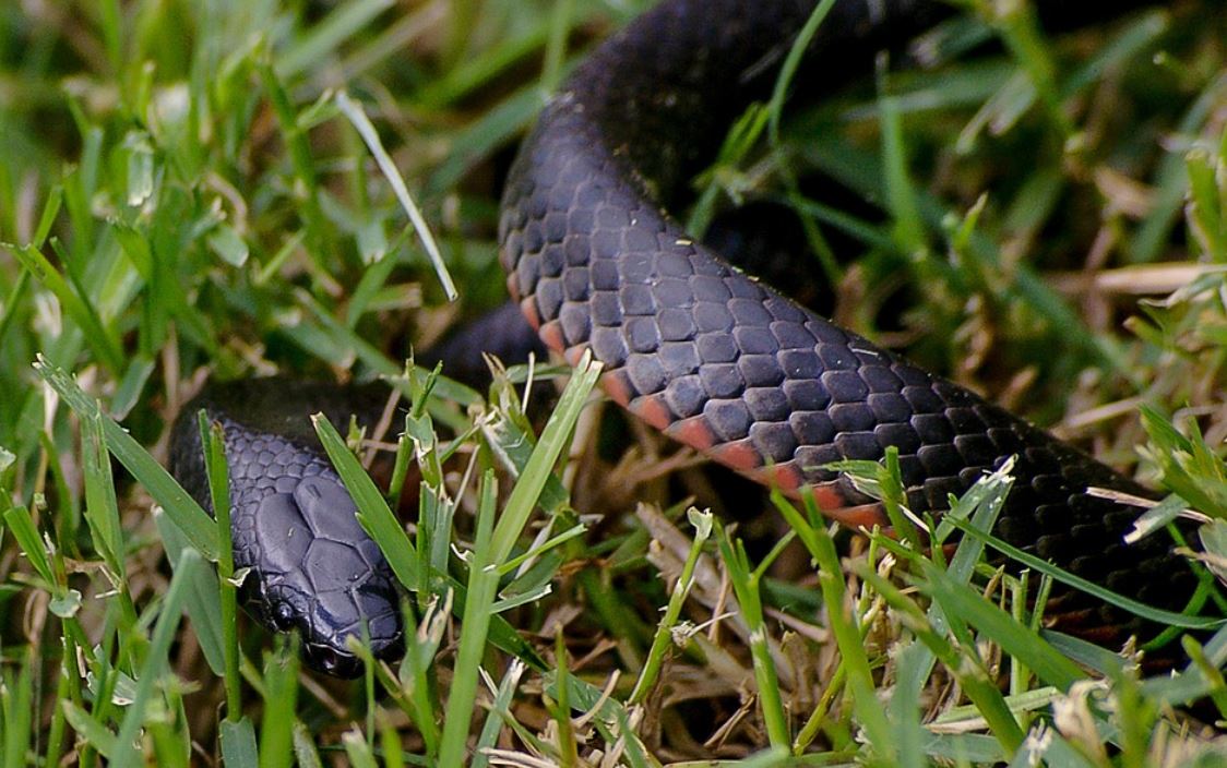 dreaming of a black snake