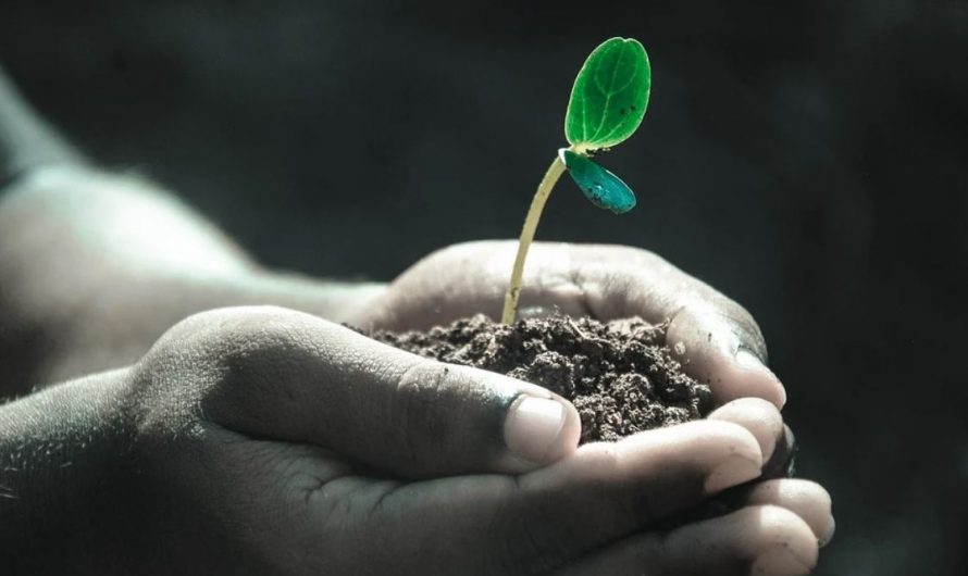 26 symbolic meanings of dreaming of plants