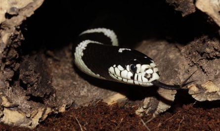 dreaming of snake heads
