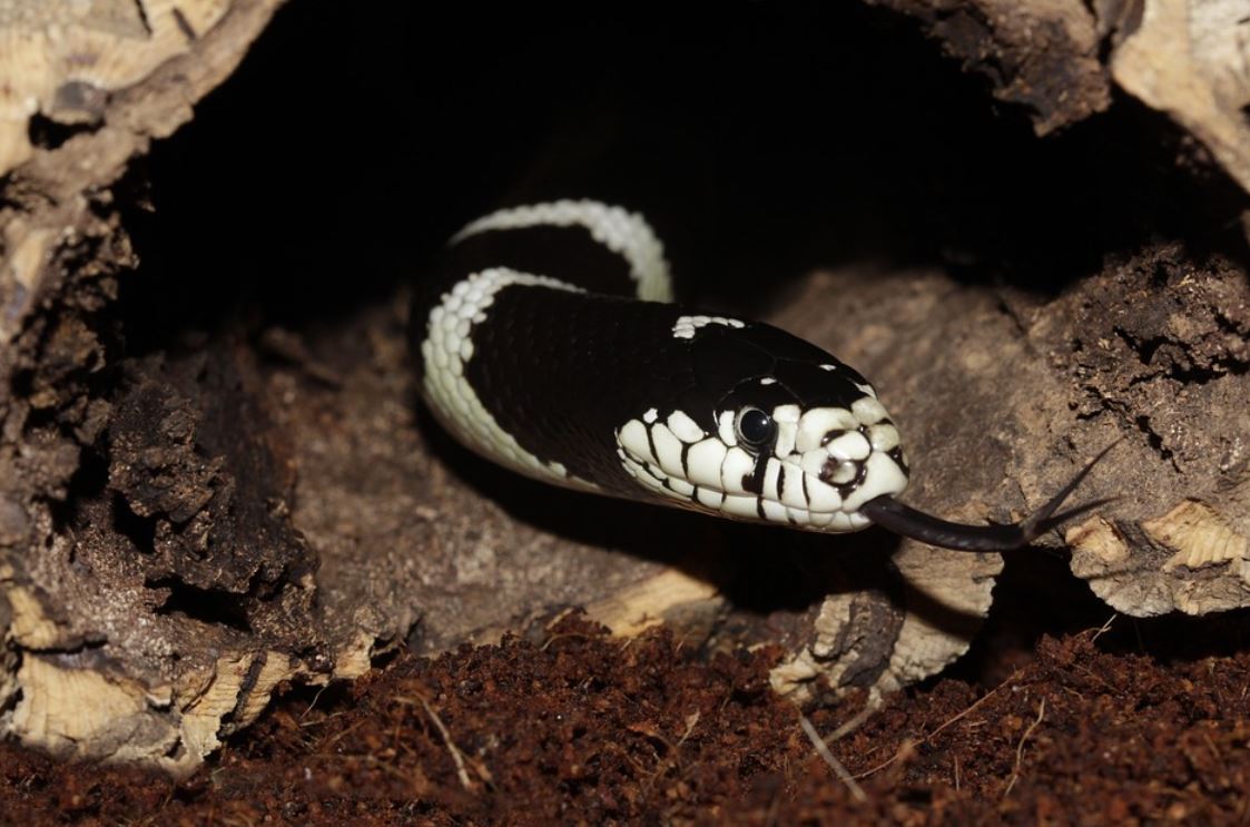 dreaming of snake heads