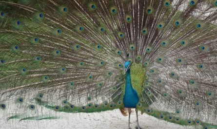 dreaming of peacocks