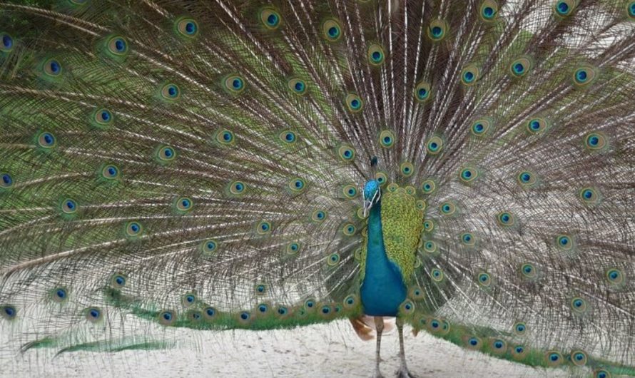 14 symbolic meanings of dreaming of peacocks