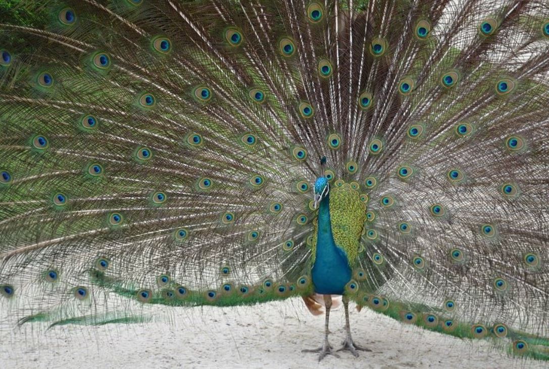 dreaming of peacocks