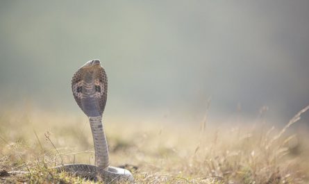 Dreaming of Cobra