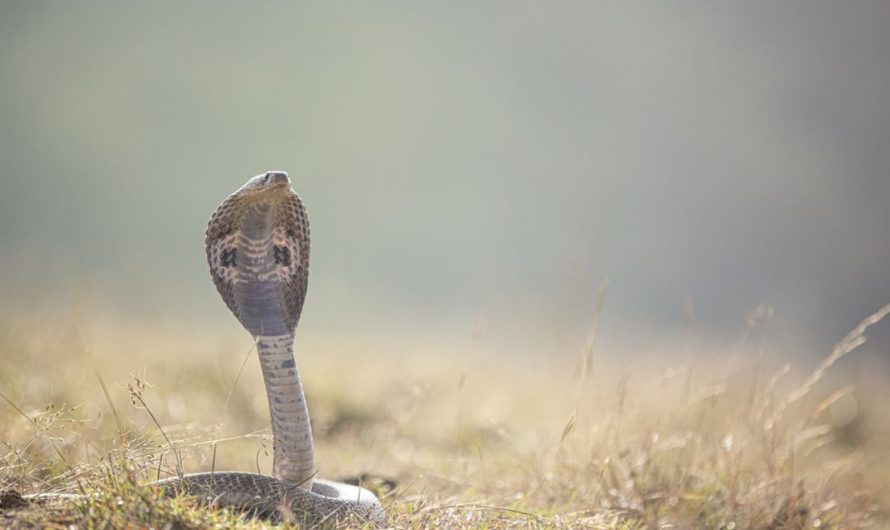 20 Symbolic Meanings of Dreaming of Cobra