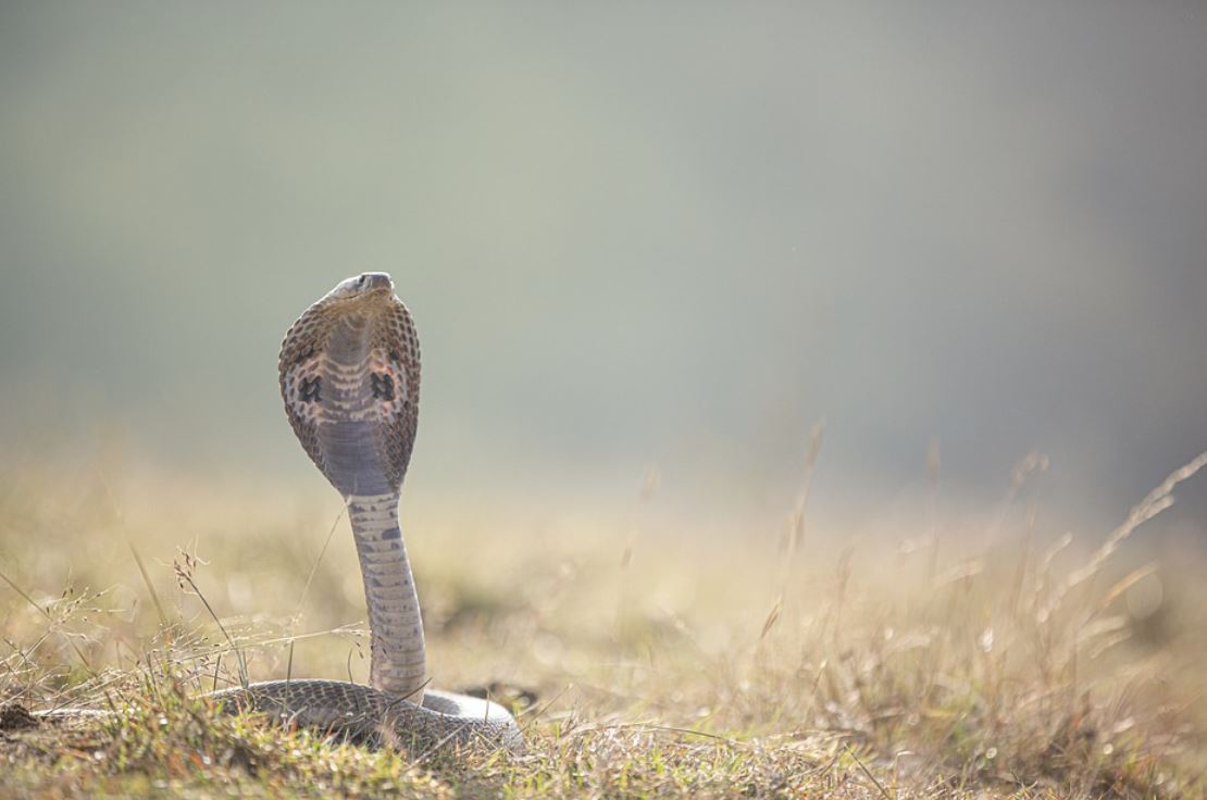 Dreaming of Cobra