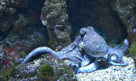 dreaming of octopus