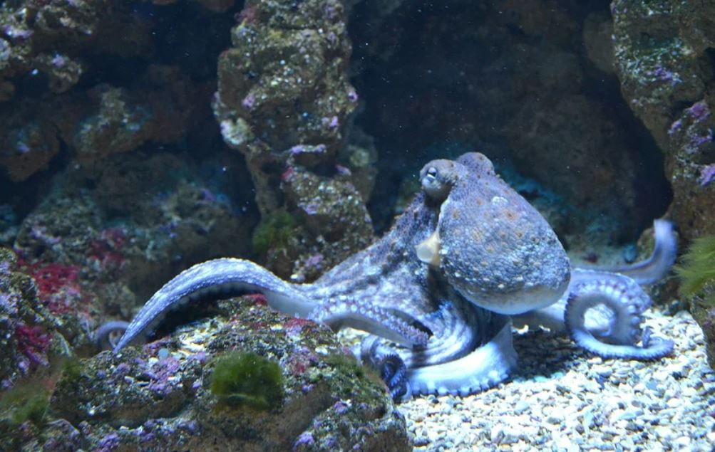 dreaming of octopus