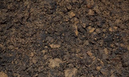 dreaming of soil