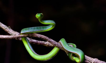 dreaming of green snakes