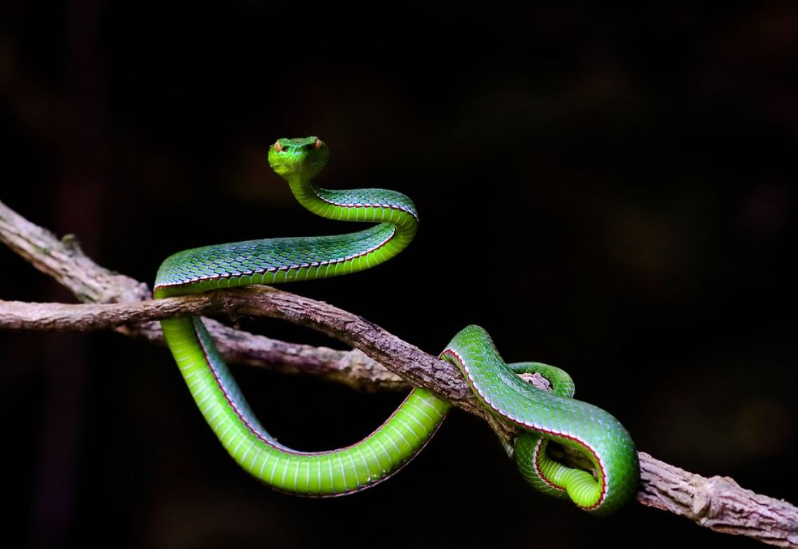 dreaming of green snakes