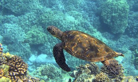 dreaming of turtles