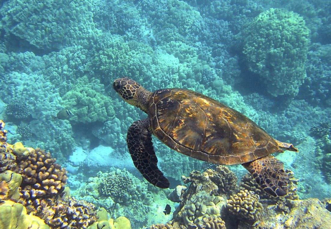 dreaming of turtles