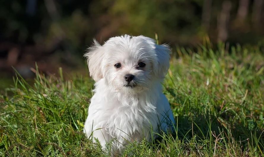 12 symbolic meanings of dreaming of a sick puppy