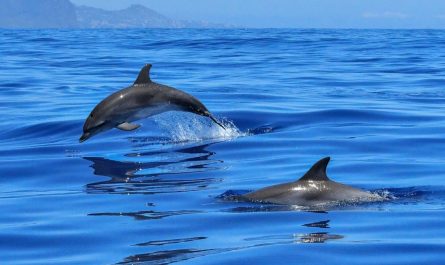 dreaming of dolphins