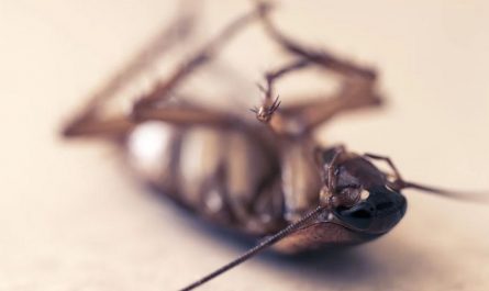dreaming of cockroaches