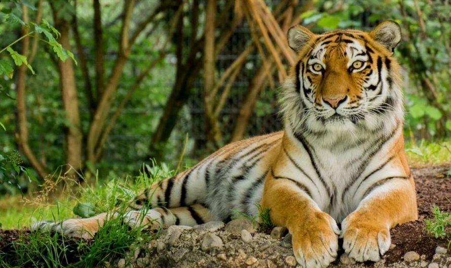 25 symbolic meanings of dreaming of a tiger