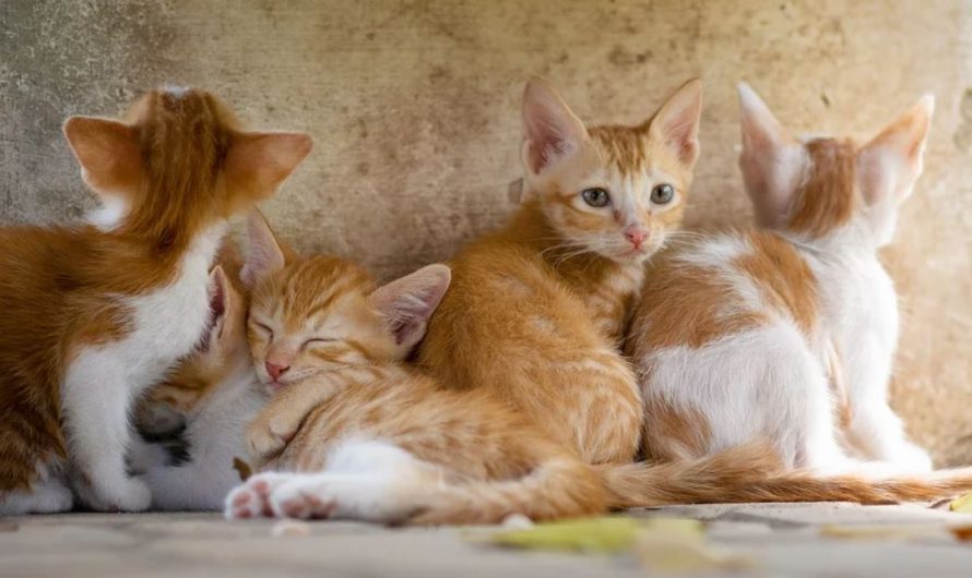 19 symbolic meanings of dreaming of a yellow cat