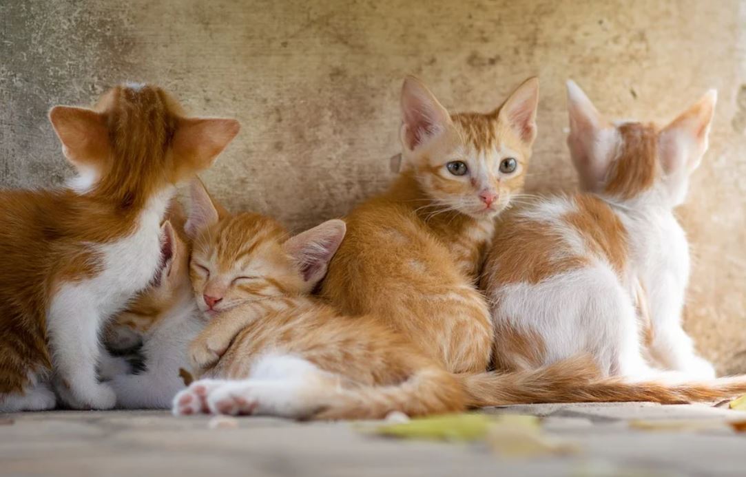 dreaming of a yellow cat